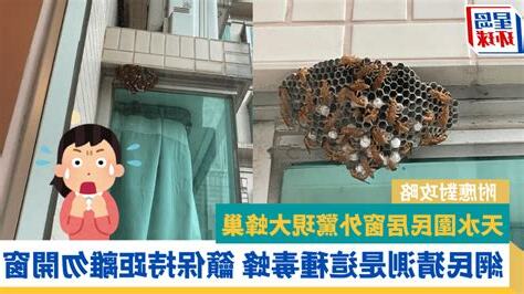 窗外有蜂巢