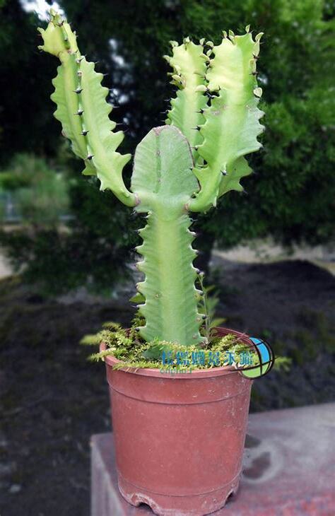 龍骨仙人掌開花