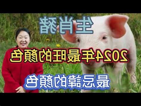 屬豬終身幸運色