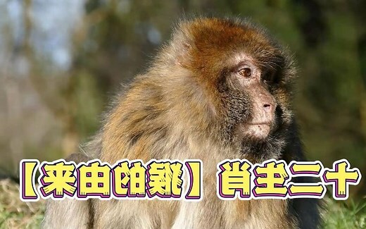 十二生肖猴子