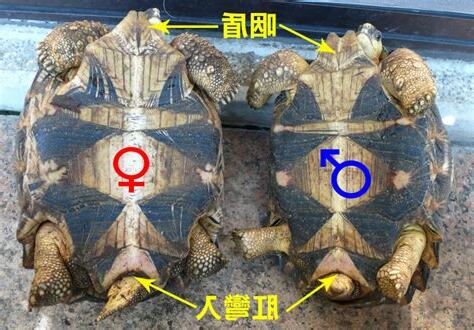 龍龜公母