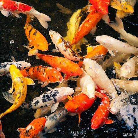 錦鯉會吃小魚嗎