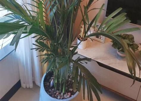 袖珍椰子风水
