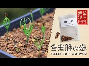 種松樹