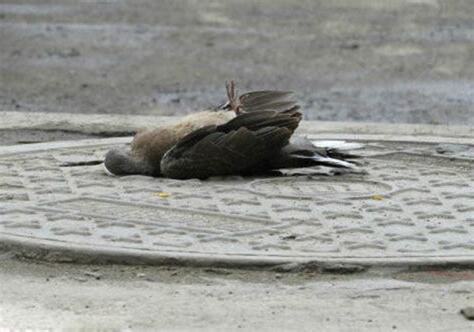 鳥死了怎麼處理