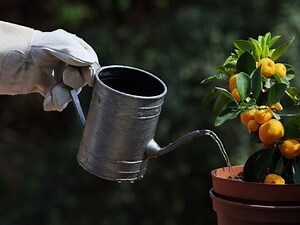 植物缺水