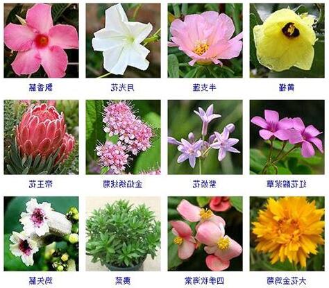 花的名字和图片