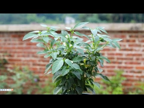 辣椒不開花