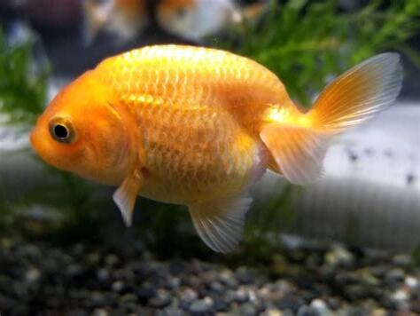 金色金魚