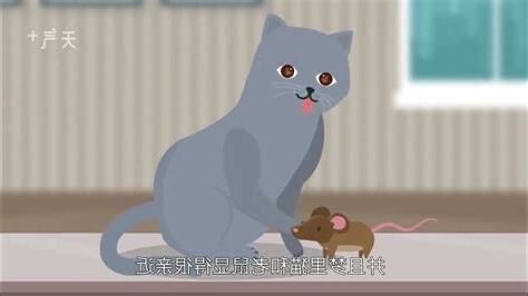 女人夢見貓