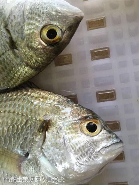 眼睛開開的魚