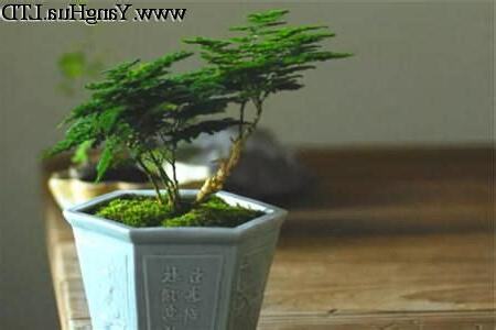 風水禁忌文竹風水