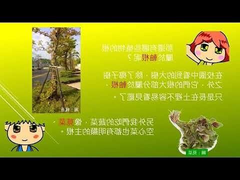 葉面有刺的植物