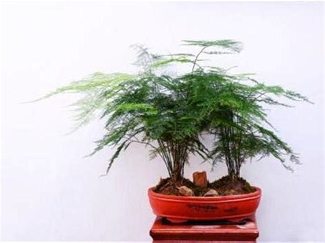 文竹可以放卧室嗎