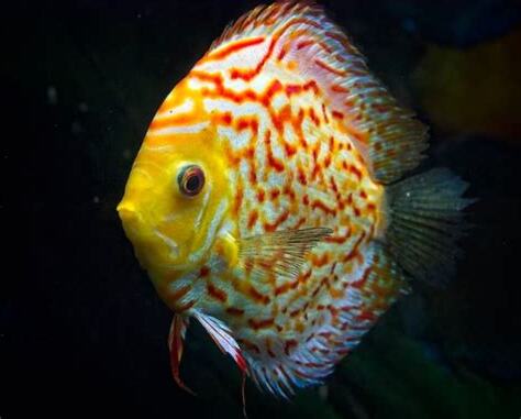 七彩神仙魚壽命