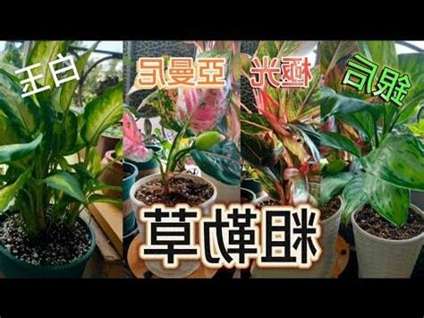 極光粗肋草風水