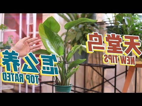 天堂鳥盆栽照顧