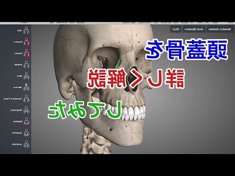 頭骨面相