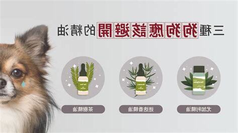 狗狗精油禁忌