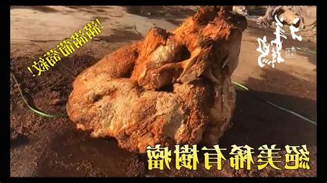 樹瘤的價值