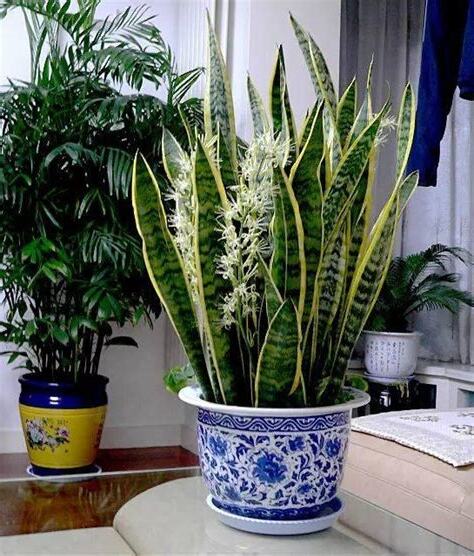 虎尾蘭開花結果