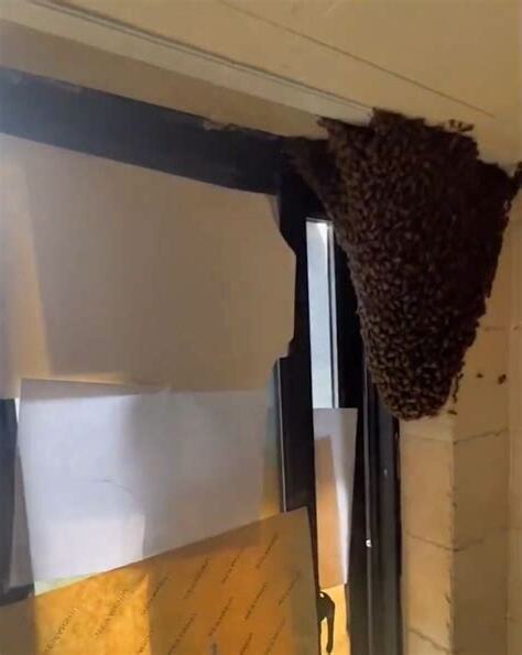 蜜蜂飛進家裡