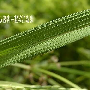 平行脈植物