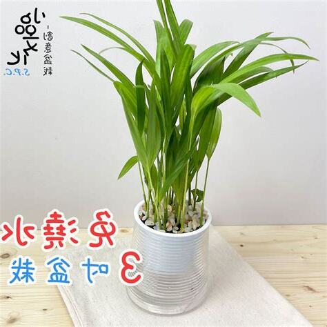 黃椰子風水