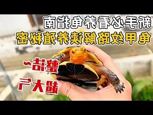 龜殼紋路