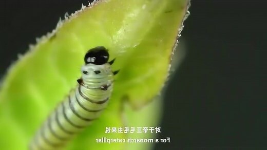 一隻蝴蝶是幾號