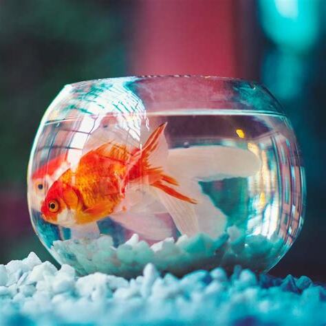 水金魚