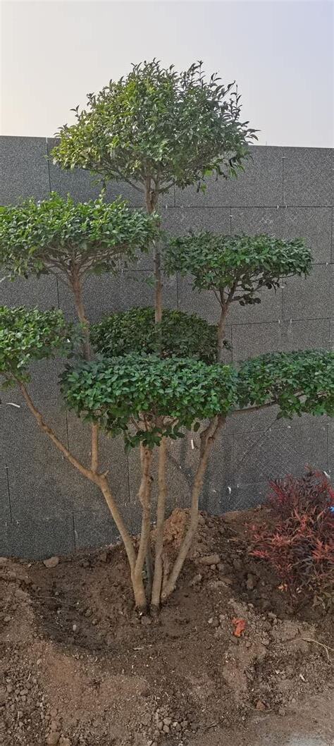 庭院樹種