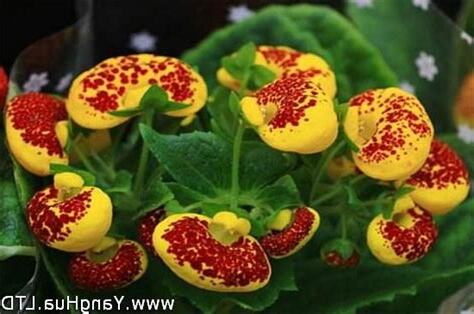 代表財富的花