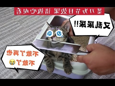 如何防止貓亂大便