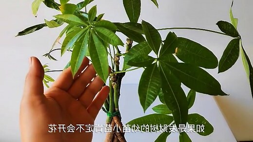 发财树会开花吗