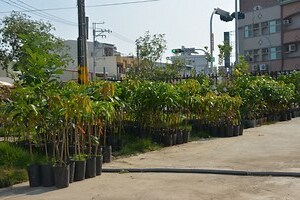 適合南部種植的果樹