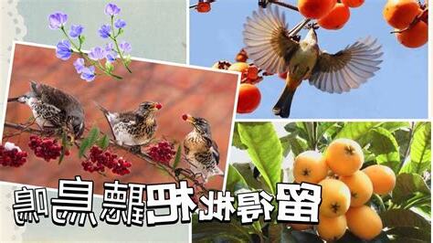 留得枇杷聽鳥鳴