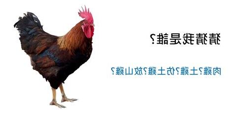 雞是怎麼來的