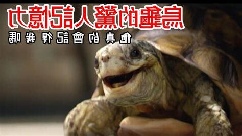 烏龜真的會笑嗎