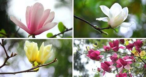 玉蘭花樹風水