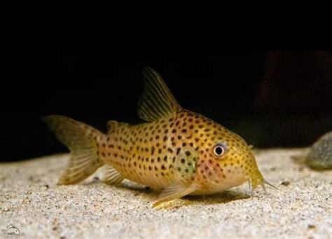 底棲魚種類