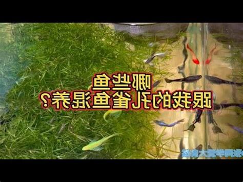 孔雀魚混養魚種