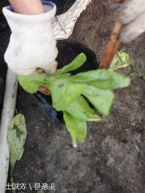 怎麼栽