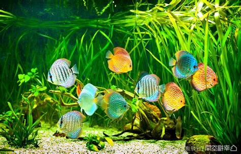 魚缸魚