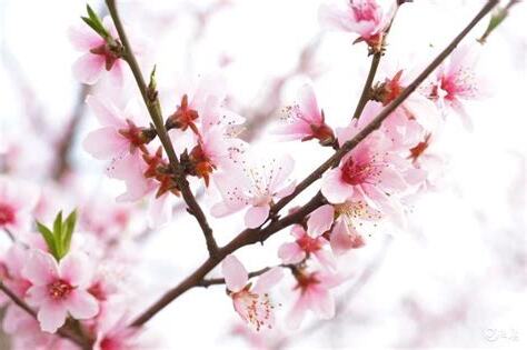 桃花樹種植