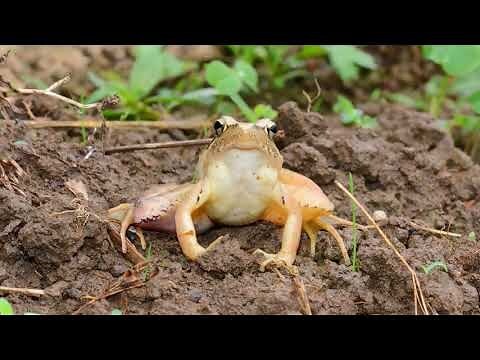 青蛙进屋风水