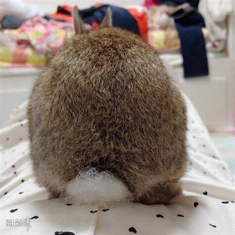 兔子屁股結塊