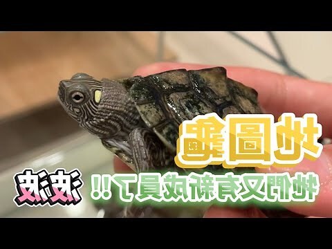 可愛烏龜品種