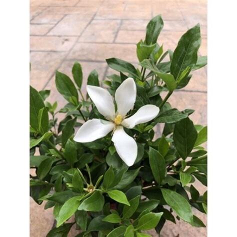 細葉梔子花
