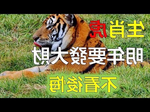 1974虎年運程2023